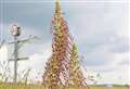 Investigation under way as rare lizard orchid mown down in Cambridge