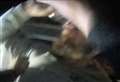Watch as disqualified driver swigs from bottle of vodka in Cambridge after chase along A14 and A428 and through red lights